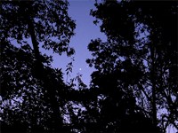 Venus and Jupiter Shine Through Gainesville Canopy (click to enlarge)