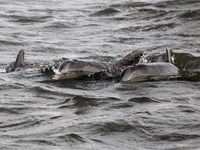 Swimming Dolphins (click to enlarge)