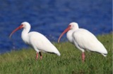 Birds of Port St. Lucie